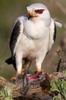 Afrique du Sud - West Coast National Park - Elanion blac en plein repas