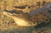 Botswana, Namibie, Zambie - Parc de Moremi - Crocodile au bord de la rivire Khwai