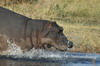 Botswana, Namibie, Zambie - Parc de Moremi - Hippopotame retournant  la rivire Khwai