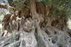 La Crte des bergers - Kavousi - Tronc et racines d'un olivier bi-millnaire