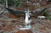 Galapagos - Genovesa - Fou  pieds bleus en parade nuptiale