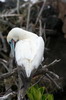 Galapagos - Genovesa - Fou � pieds rouges