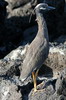 Galapagos - Santiago - Bihoreau violac� (h�ron nocturne)
