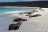 Espanola (Iles Galapagos) - La plage  Bahia Gardner