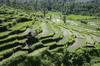 Tirtagangga (Bali) (Indonsie) - Rizires en terrasse