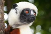 Madagascar - Parc du Palmarium - Propithque de Coquerel (Propithecus verreauxi coquereli)