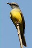 Voyage ornithologique au Panama - Gamboa - Tyran m�lancolique