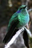 Voyage ornithologique au Panama - Guadalupe - Colibri thalassin