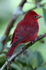 Voyage ornithologique au Panama - Finca Hartmann - Piranga vermillon