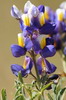 P�rou - Cordill�re blanche - Lupin