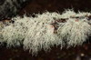 Argentine, Chili - Ushuaia - Barba de viejo ou usne barbue (lichen)