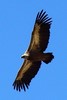 Griffon Vulture (Gyps fulvus) - France