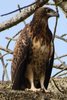 African Fish-eagle (Haliaeetus vocifer) - Senegal