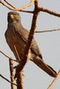 Grasshopper Buzzard (Butastur rufipennis) - Senegal