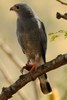 Lizard Buzzard (Kaupifalco monogrammicus) - Senegal