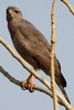 Dark Chanting-goshawk (Melierax metabates) - Senegal