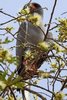 Dark Chanting-goshawk (Melierax metabates) - Senegal