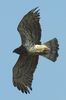Short-toed Snake-eagle (Circaetus gallicus) - Spain
