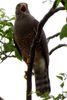 Roadside Hawk (Rupornis magnirostris) - Costa-Rica