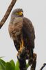Roadside Hawk (Rupornis magnirostris) - Costa-Rica