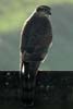 Eurasian Sparrowhawk (Accipiter nisus) - France