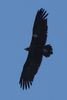 Cinereous Vulture (Aegypius monachus) - Greece