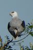 White-tailed Kite (Elanus leucurus) - United States