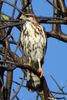 Grey Hawk (Buteo plagiatus) - Mexico