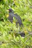 Common Black Hawk (Buteogallus anthracinus) - Mexico