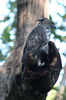 Changeable Hawk-eagle (Nisaetus cirrhatus) - India