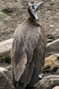 Hooded Vulture (Necrosyrtes monachus) - Ethiopia