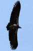 Lappet-faced Vulture (Torgos tracheliotos) - Ethiopia