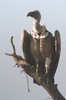 Rppell's Vulture (Gyps rueppelli) - Ethiopia