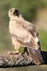 Tawny Eagle (Aquila rapax) - Ethiopia