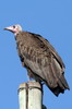 Hooded Vulture (Necrosyrtes monachus) - Ethiopia