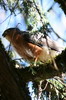 Rufous-breasted Sparrowhawk (Accipiter rufiventris) - Ethiopia