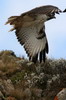 Augur Buzzard (Buteo augur) - Ethiopia