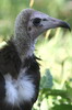 Hooded Vulture (Necrosyrtes monachus) - Ethiopia