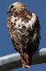 Red-tailed Hawk (Buteo jamaicensis) - Canada