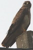 Eurasian Buzzard (Buteo buteo) - France