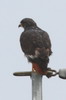 Jackal Buzzard (Buteo rufofuscus) - South Africa