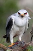 Black-winged Kite (Elanus caeruleus) - South Africa