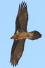 Bearded Vulture (Gypaetus barbatus) - Nepal