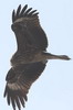 Black Kite (Milvus migrans) - Nepal