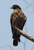 Crested Serpent-eagle (Spilornis cheela) - Malaysia