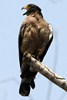 Crested Serpent-eagle (Spilornis cheela) - Malaysia