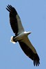 White-bellied Sea-eagle (Haliaeetus leucogaster) - Malaysia