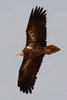 Egyptian Vulture (Neophron percnopterus) - India