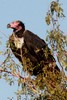 Red-headed Vulture (Sarcogyps calvus) - India