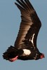 Red-headed Vulture (Sarcogyps calvus) - India